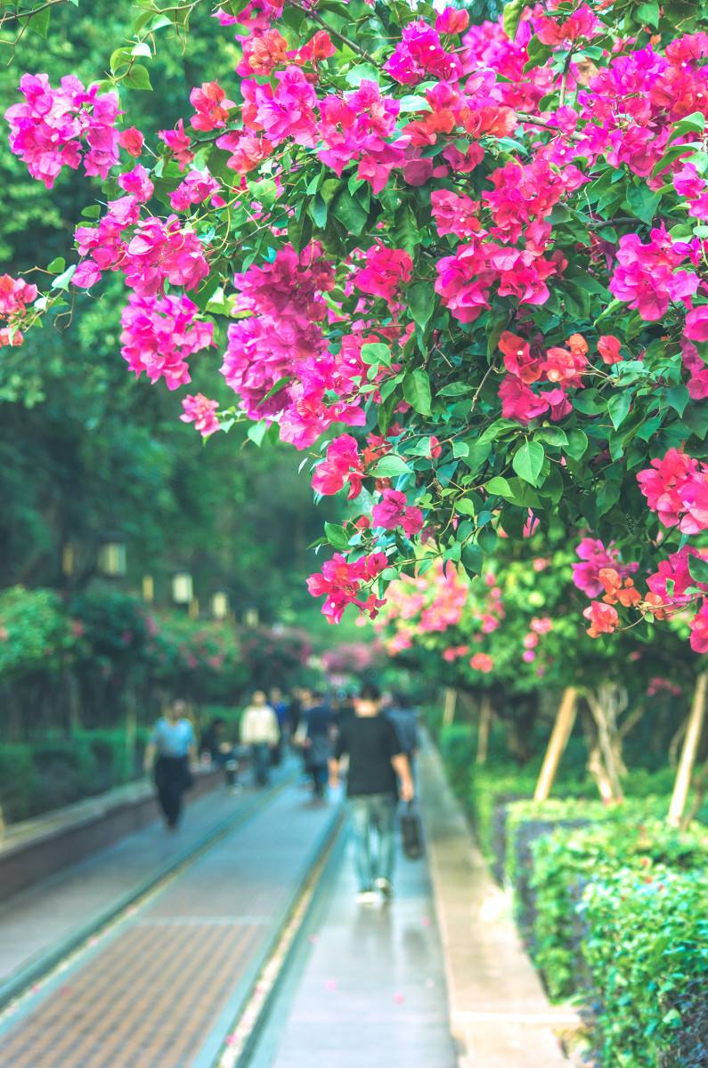 深圳，深圳.jpg